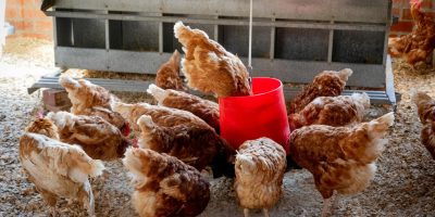 Domestic chickens feeding from a red container inside a farm coop.